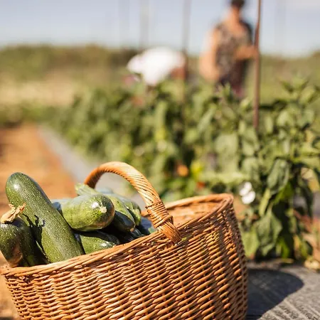 Agroturizam Antunovic Frühstückspension *