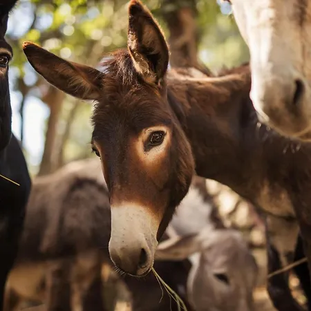 Bed & Breakfast Agroturizam Antunovic Kuna Pelješka