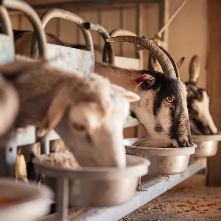 Agroturizam Antunovic * Kuna Pelješka